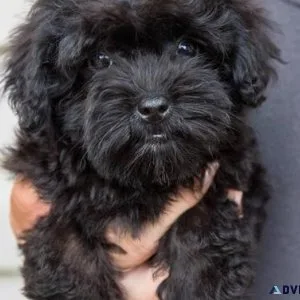 Home raised Schnoodle Puppies ready