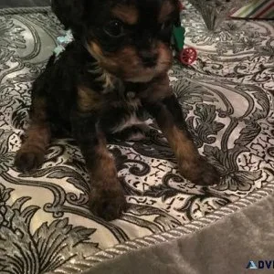 Healthy Cavapoo puppies for lovely homes