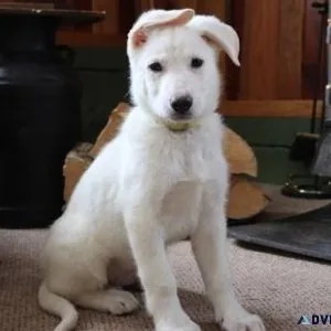 White Shepherd Puppies ready now