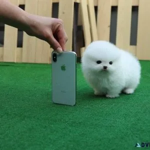 Home raised Micro Teacup Pomeranian puppies for sale