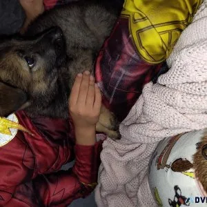 Akc sable 8 week old female German shepherd