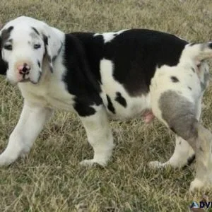 Gorgeous Great Dane puppies ready now