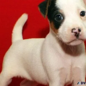Adorable Jack Russel Terrier puppies