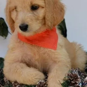 Home raised Labradoodle puppies ready now