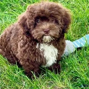 Amazing Shihpoo Puppies available and ready.