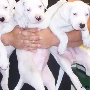 AKCUKC Dogo Argentino puppies available.