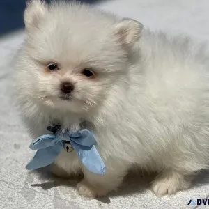 Cute Maltipom Puppies Available