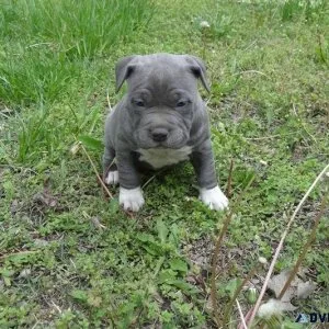 Well Socialized American Pit Bull Terrier puppies Available