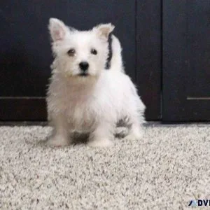 Cute West Highland White Terrier Puppies