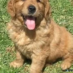 Golden Retriever Puppies