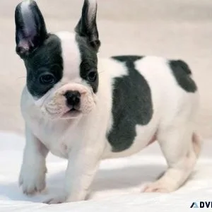 Adorable French Bulldog puppies ready now