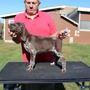 German Shorthaired Pointer puppies ready now