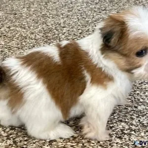 Beautiful Lhasa Apso Puppies searching for new forever homes