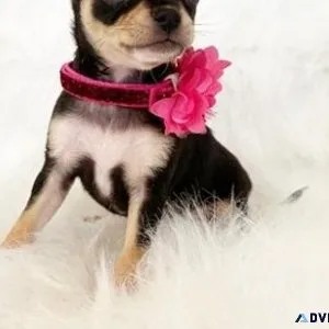 Healthy Chihuahua puppies for forever homes