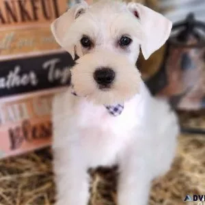 Jasper AKC Miniature Schnauzer