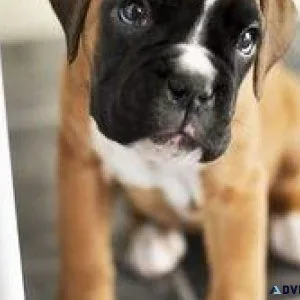 Adorable AKC Boxer puppies Available.
