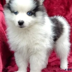 Home raised Pomsky puppies for sale.