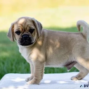 Adorable Puggle Puppies Available.