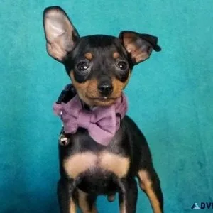 AKC Mini Pinscher Puppies ready for new homes now