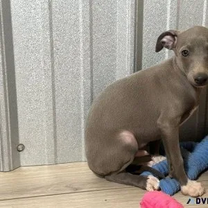 Home raised Italian Greyhound puppies
