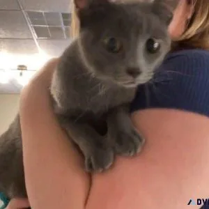 Pets