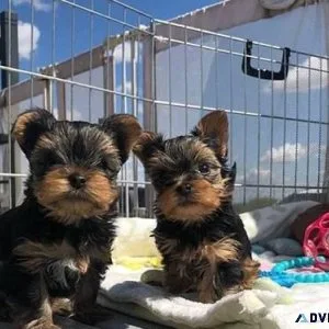 Gorgeous Tiny Yorkie Puppies