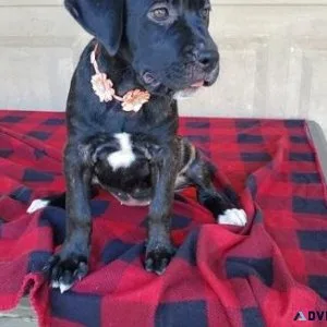 Well socialized Cane Corso puppies.