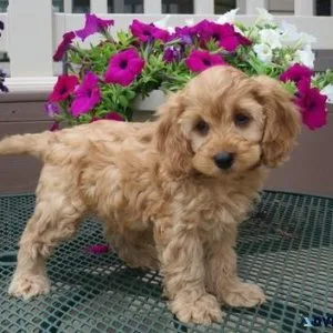 Lovely Cockapoo puppies ready to go