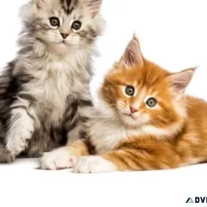 cat grooming services