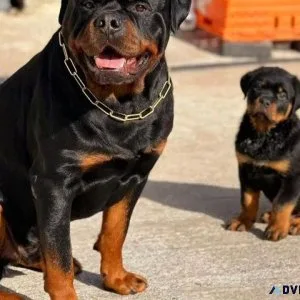 Home raised Rottweiler Puppies Available