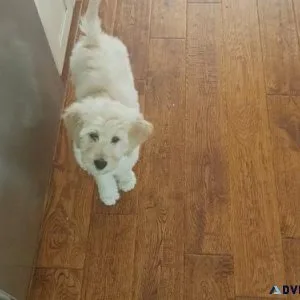 Gorgeous Goldendoodle Puppies ready now