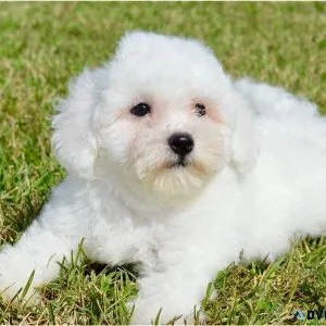 White Fluffy Bichon Frise puppies Available