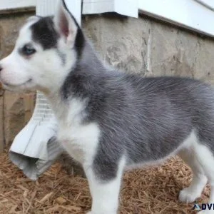 Blue Eyes Siberian Husky Puppies available