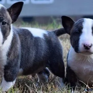 Adorable Mini Bull Terrier Puppies