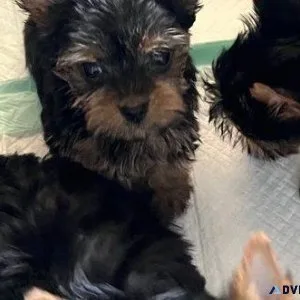 Beautiful Yorkshire Terrier Puppies available