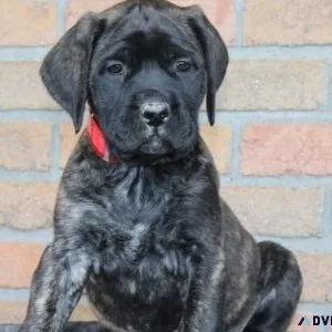 Home raised Bullmastiff puppies