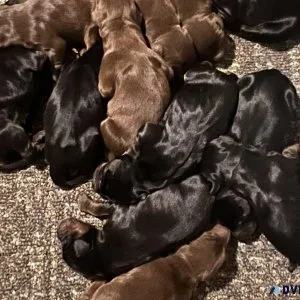 AKC European Doberman puppies