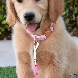 Male and female Pure Golden Retriever Puppies ready
