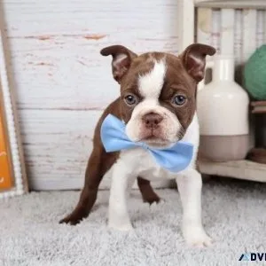 Home raised Boston Terrier puppies