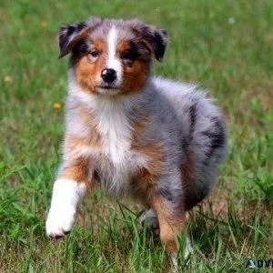 Gorgeous Australian Shepherd puppies Available