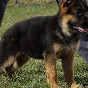 Male and female German Shepherd puppies ready