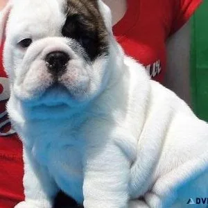 Home raised Mini English Bulldog puppies