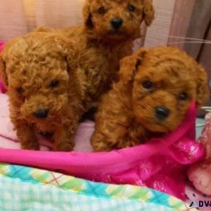 Beautiful Toy Poodle Puppies available Now