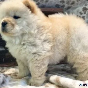 AKC Chow Chow puppies for forever homes