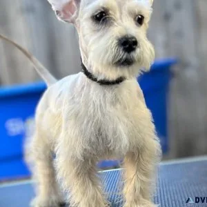 Mini Schanuzer (male) 10 weeks