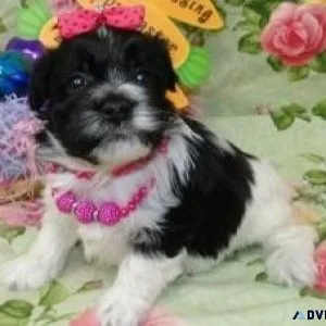 Healthy Havanese puppies for lovely homes