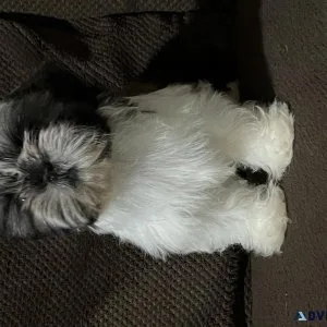 Shih Tzu