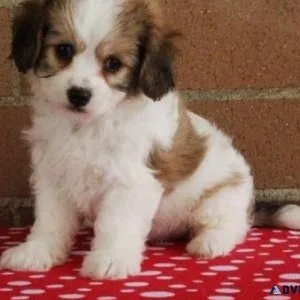 Beautiful Cavachon puppies for lovely homes.