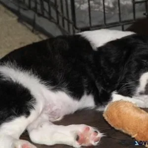 Gorgeous English Springer Spaniel puppies available