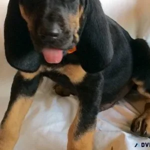 Home raised Bloodhound puppies For adoption